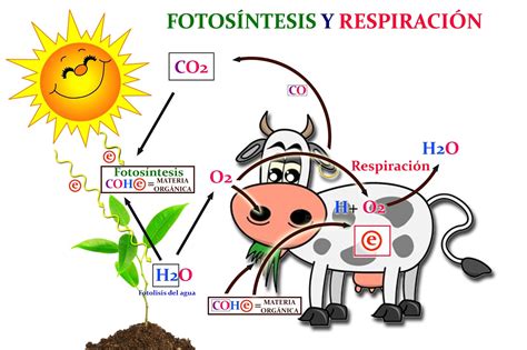 Naturarchives Metabolismo Introducción A La Fotosíntesis Y