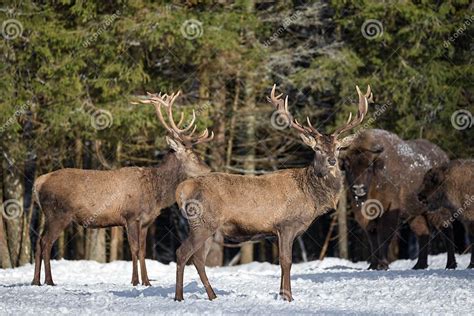 Two Red Deer Cervidae And Two European Bison Wisent Against The Winter