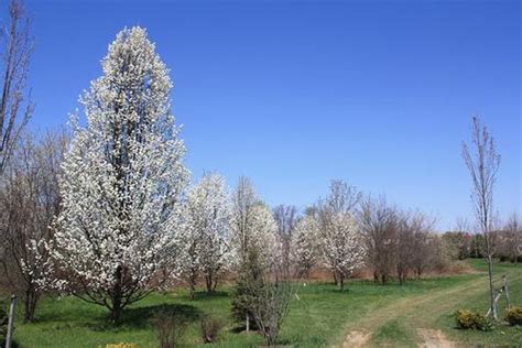 western pa, usa this tree is currently in full bloom in my yard. Flowering Trees Tour of Ferguson Township | Ferguson ...