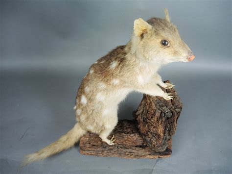 Eastern Quolls Back From The Brink The Australian Museum Blog