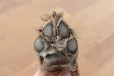 How To Care For A Dogs Sore Paw Cuteness
