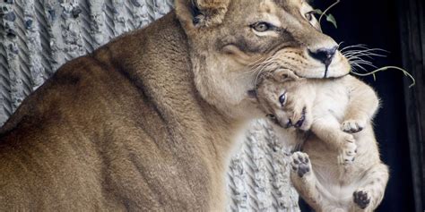 The Worst Mothers In The Animal Kingdom