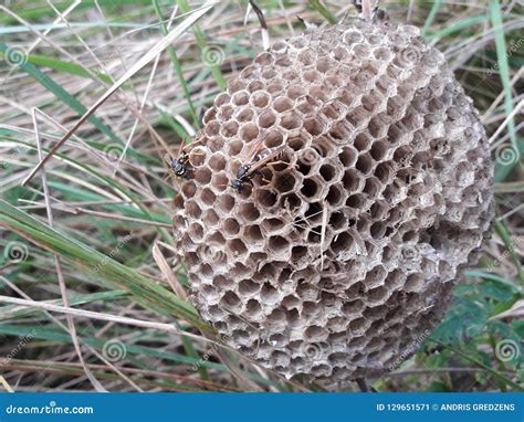 Two Bees And Wild Bee Hives On The Grass Stock Image Image Of Wild