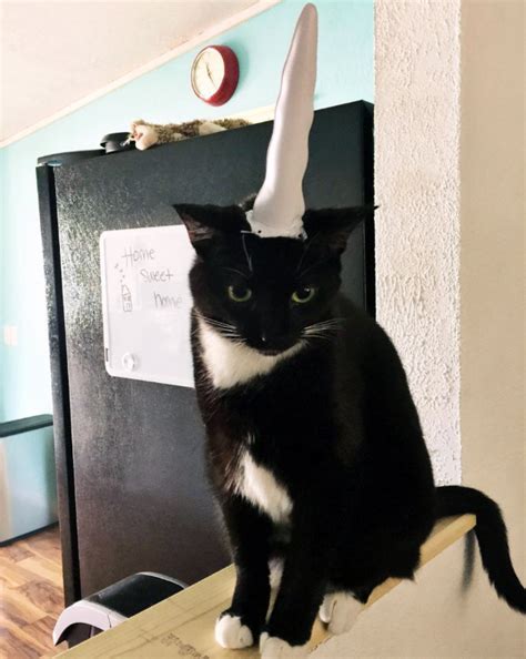 Inflatable Unicorn Horn For Cats They Love It
