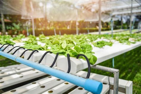 What Is Vertical Farming The Future Of Vertical Farming