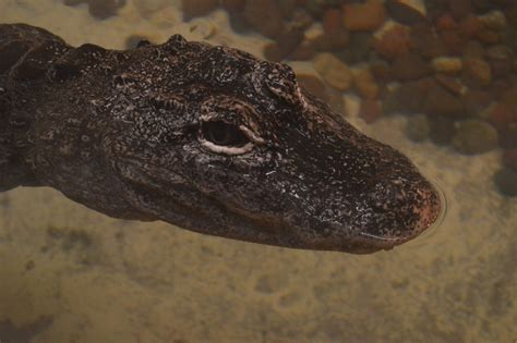 Alligator Sinensis Zoochat