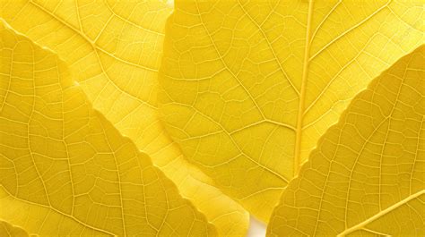 Up Close A Linden Leaf With Yellowing Edges Autumn Background Texture