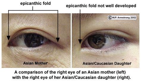 Epicanthic Fold Eye Drawing Eye Study