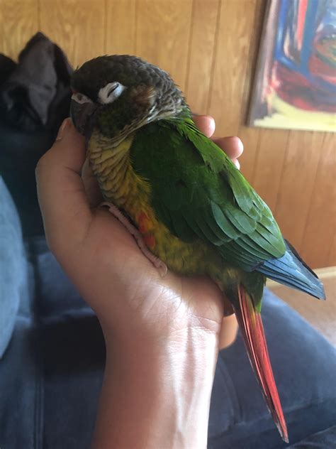 The Truth About Green Cheek Conure Bites Pain Scale Prevention And