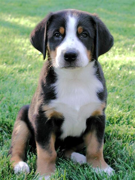 Find Greater Swiss Mountain Dog Puppies