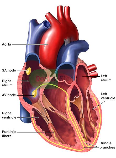 Heart Cardiac Conduction System Doctor Stock