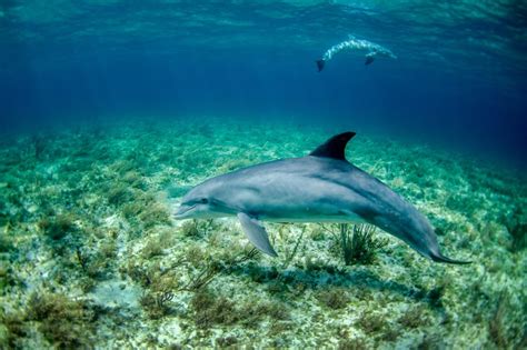 Bottlenose Dolphins On Wildlife