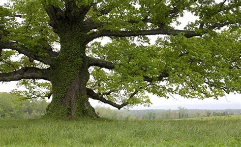 The Mighty White Oak Virginias Finest Tree White Oak Tree Tree