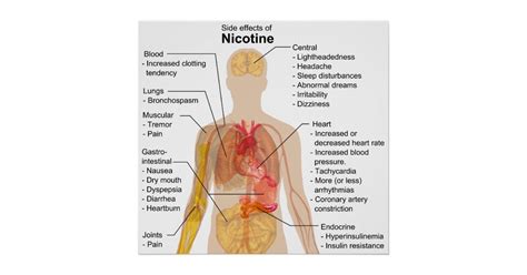 Side Effects Of Nicotine On The Human Body Chart Poster Zazzle