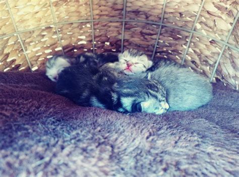 Super Whisper Collection Our Cat Gave Birth Yday To A Litter Of 5
