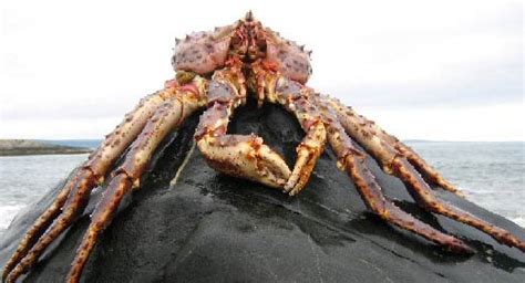 King Crab Alaskan Cold Water Giants Animal Pictures And Facts