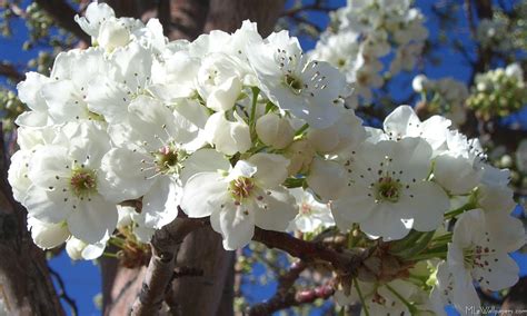 Tree With White Flowers Blooming Now Awesome White Blooms On Trees In