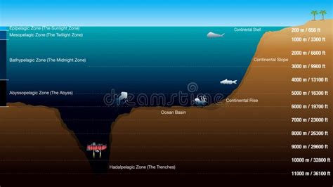 El Gráfico Muestra Las 5 Zonas Según La Profundidad Del Océano Con La