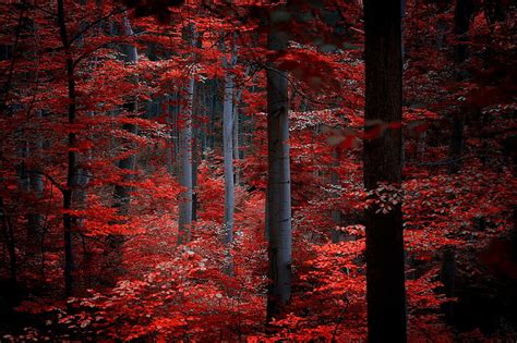 1920x1080px Free Download Hd Wallpaper Red Leafed Trees Autumn