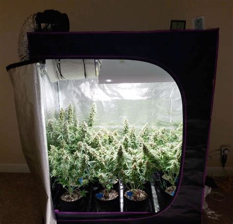 Grow Tent Placement The Best Spot For Your Setup Potguide