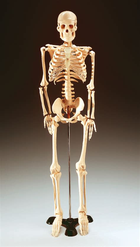 Cuerpo Humano Esqueleto Humano