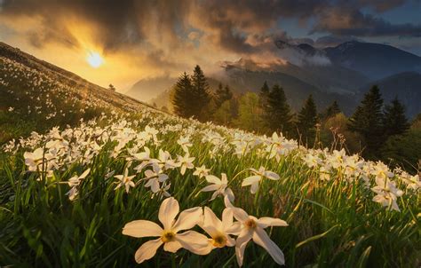 Обои поле лес солнце облака лучи свет цветы горы туман рассвет