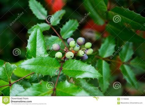 Purple Snowberry Stock Photos Free And Royalty Free Stock Photos From