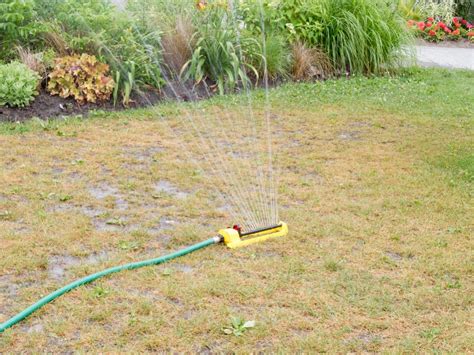 How often should you water your colorado lawn to keep it green and healthy? What Should You Do If Your Lawn Is Always Dry? (5 Tips)