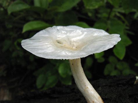 White Mushroom Free Photo Download Freeimages