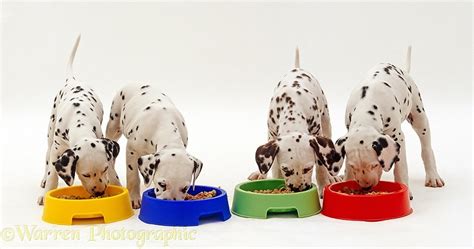 Dogs Dalmatian Puppies Eating From Bowls Photo Wp24294