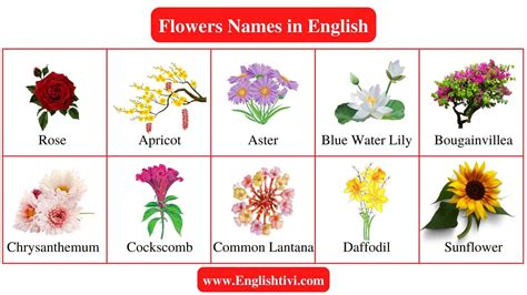 Different Types Of Flowers With Names Chart
