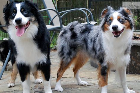 5 things to know about australian shepherd puppies. Miniature Australian Shepherd Puppy For Sale Near Houston Texas | Dog Breeds Picture