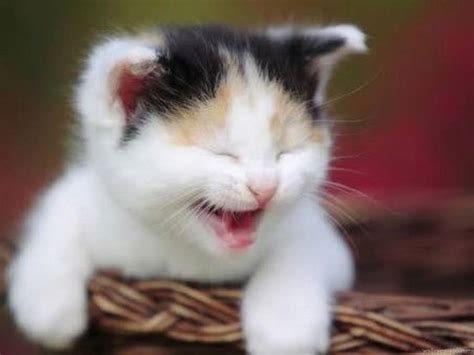 Lucu Gambar Kucing Paling Comel Gambar Kucing Lucu Imut Dan Paling
