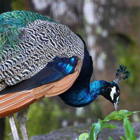 Top 20 Most Beautiful Colorful Birds In The World Colorful Birds