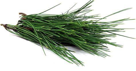 Red Pine Needles For Pine Needle Tea Fresh Organic Uk Seller Etsy