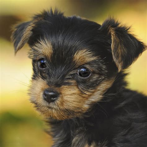 Yorkshire terrier puppies for sale in california (ca), usa. Find Yorkshire Terrier Puppies For Sale In California