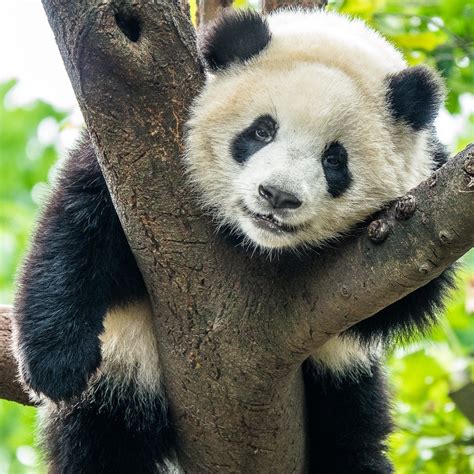 Smithsonian National Zoo Asks Help For Baby Pandas Name Nature World