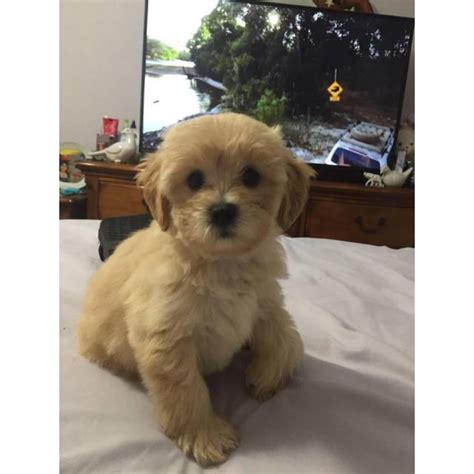 Your shihpoo has probably figured it out by now. 4 Shih-poo puppies available in Fayetteville, Arkansas ...