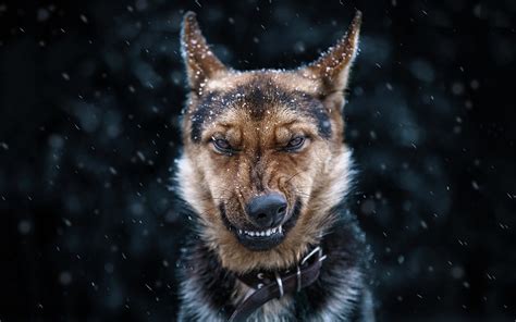 2560x1440 Resolution Adult Black And Tan German Shepherd Dog Snow
