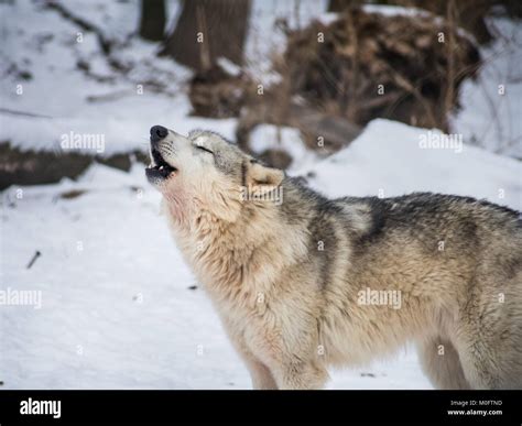 Howling Grey Wolf Hi Res Stock Photography And Images Alamy
