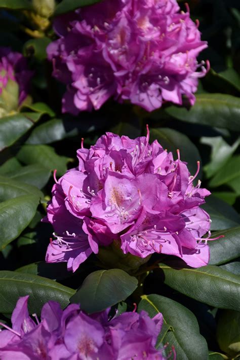 Roseum Elegans Rhododendron Rhododendron Catawbiense Roseum Elegans