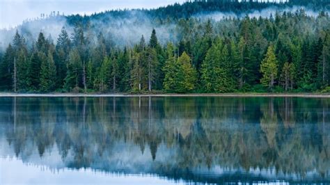 Reflection On The Lake Pine Forest Fog Hd Desktop