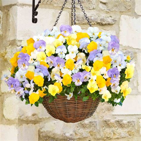 Pansy Cool Wave Pastel Shades Mix Speed Planters Free Uk Delivery