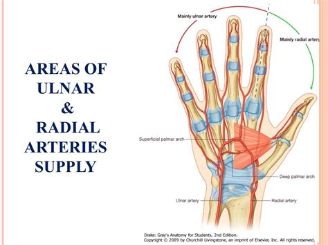 Blood Supply Of Upper Limb By Dr Ismail Khan