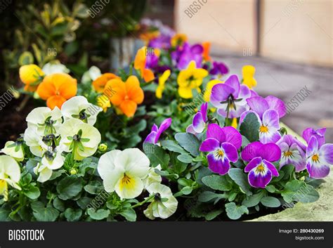 Bright Viola Tricolor Image And Photo Free Trial Bigstock