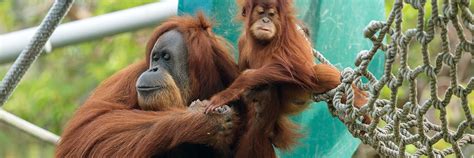 Orangutan San Diego Zoo Kids