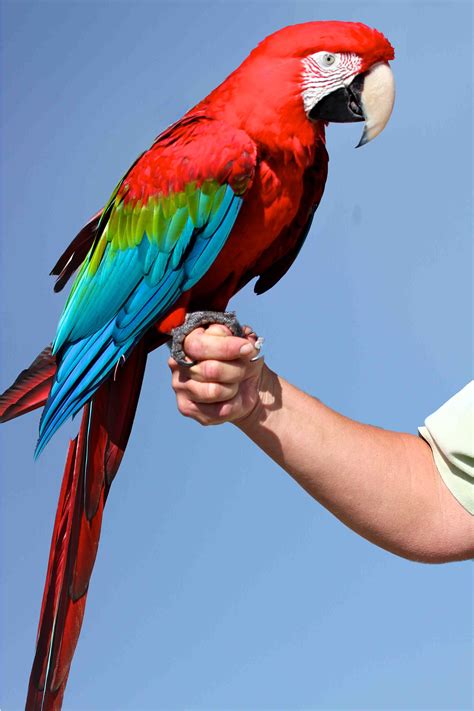 Macaw Green Wing Macaw 2007 Parrots And Macaws Pinterest