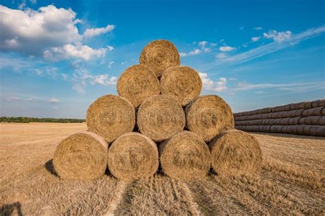 huge straw pile of hay roll bales on among harvested field cattle bedding stock image image