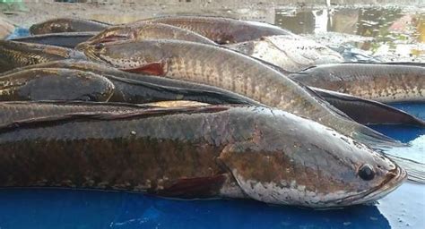 Cara membuat ikan salai dalam jumlah satu ton perhari wa 081373056600 ismail﻿, resep ikan salai dan harga ikan salai di. Daftar Harga Ikan Gabus per Kg di Pasaran (Bibit dan Konsumsi)