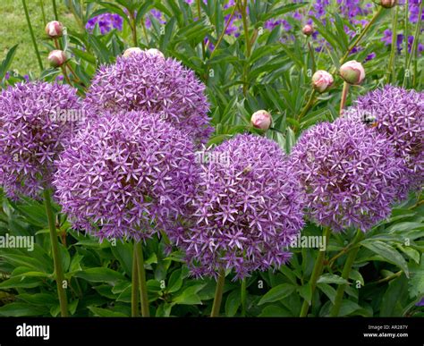 Giant Allium Allium Globemaster Stock Photo Alamy